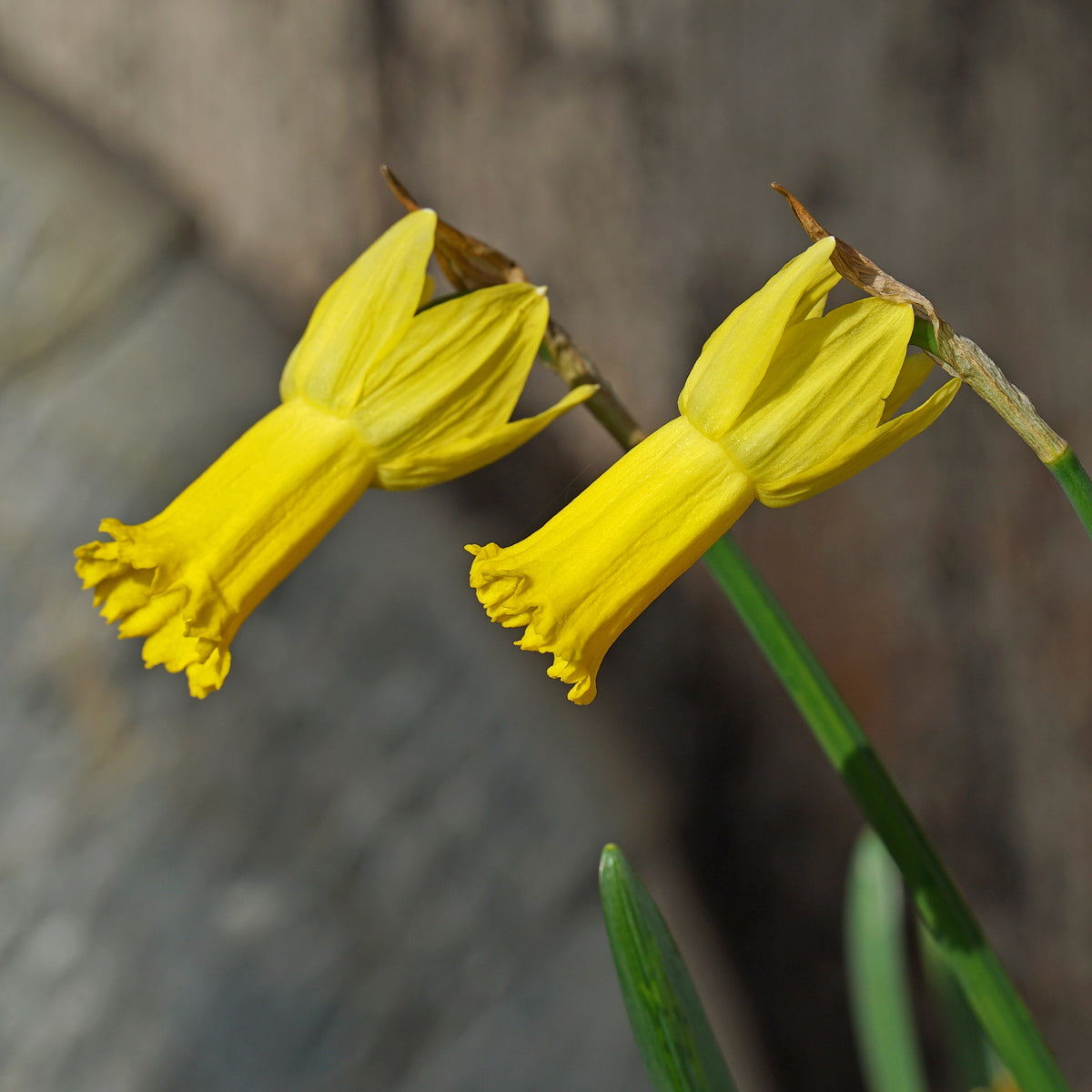 Spring Petals