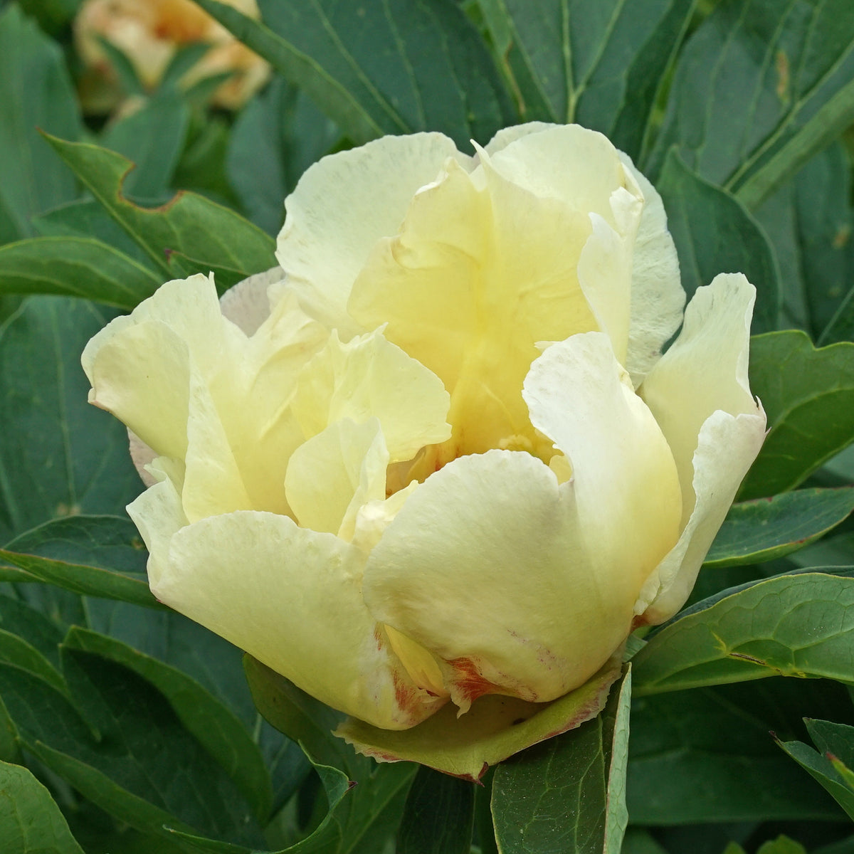 Peony Canary Brilliants (Itoh)