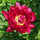 Peony Francoise Ortegat