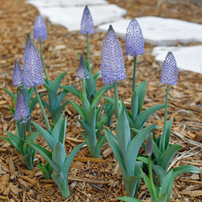 Scilla madeirensis