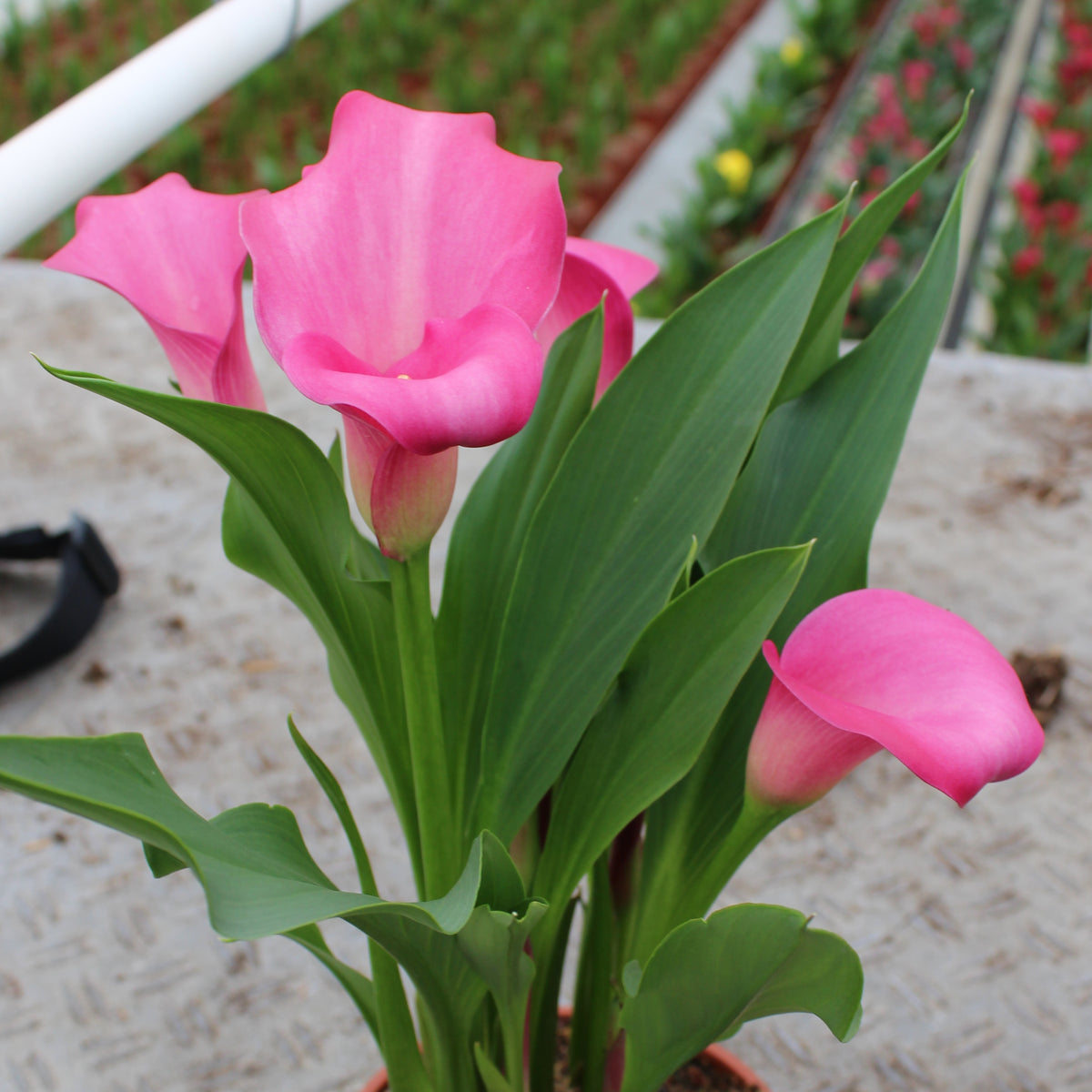 Zantedeschia Patriot