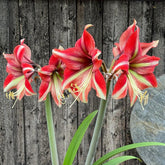 Amaryllis Ruby Star