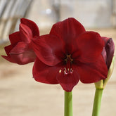 Amaryllis Orient