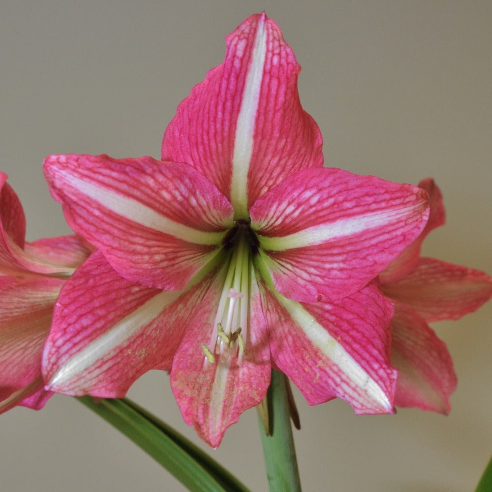 Amaryllis Pinkolo