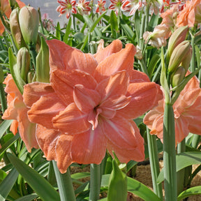 Amaryllis Flamingo Amadeus