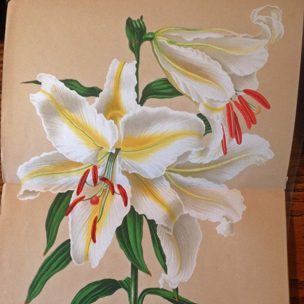 Lilium auratum