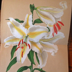 Lilium auratum