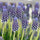 Muscari Night Eyes