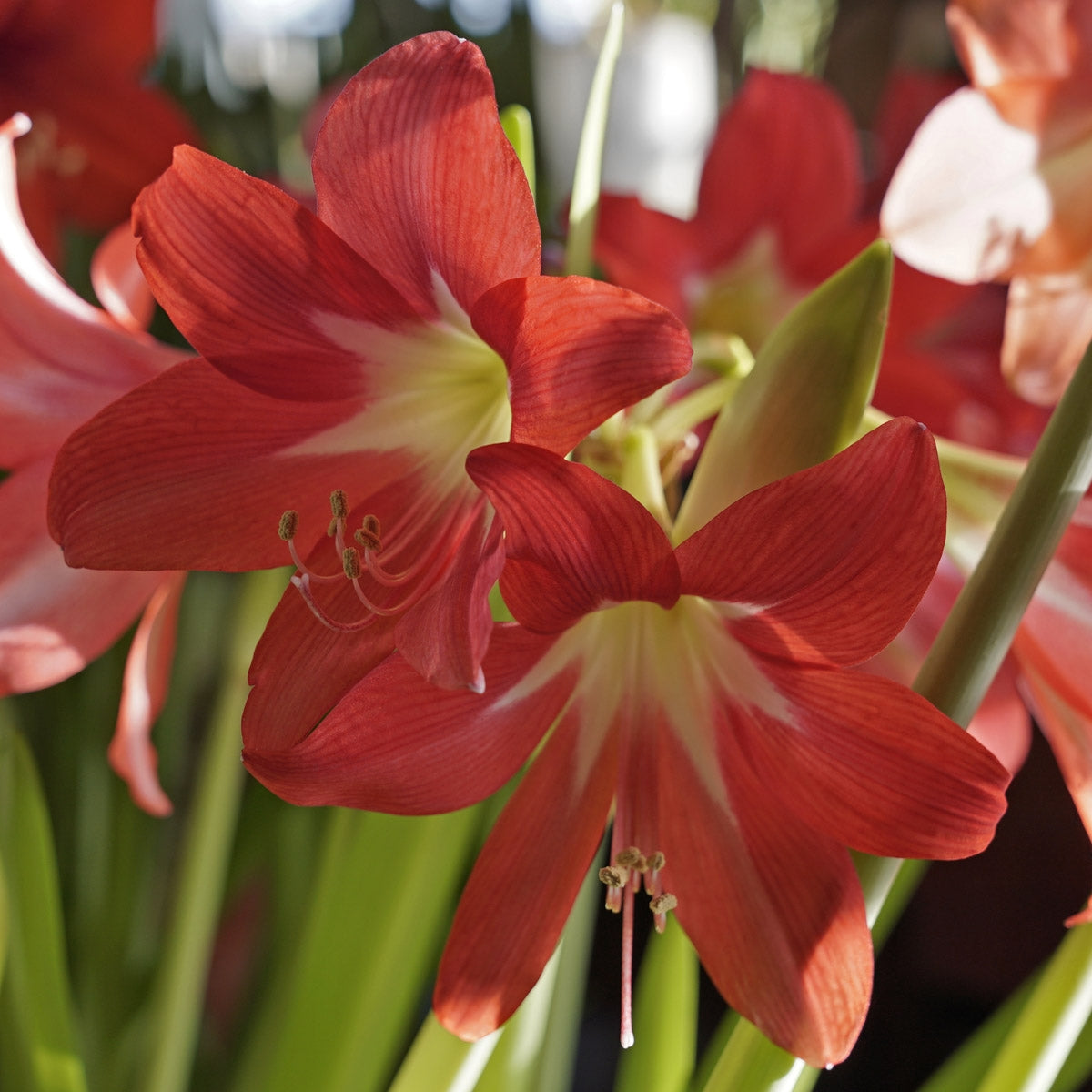 Amaryllis Striped Garden