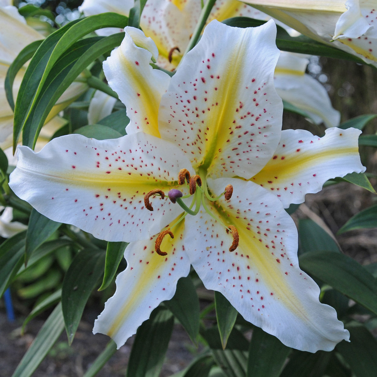 Lilium auratum