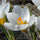 Crocus chrysanthus Ard Schenk