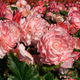 Begonia On Top Pink Halo