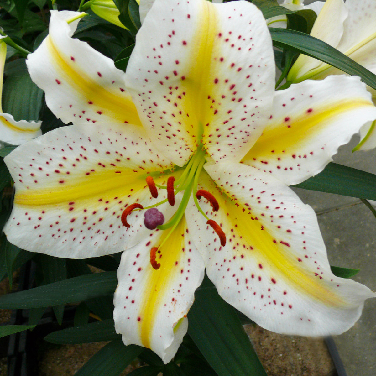 Lilium auratum