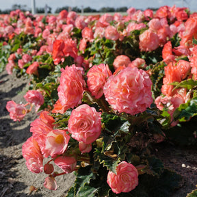 Begonia On Top Pink Halo