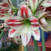 Amaryllis Ambiance