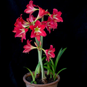 Amaryllis Striped Garden