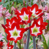 Amaryllis Tres Chic