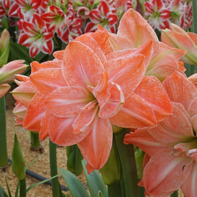 Amaryllis Flamingo Amadeus