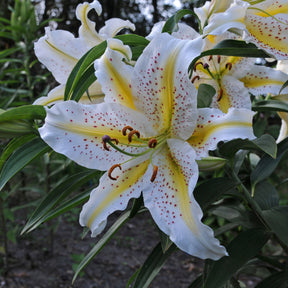 Lilium auratum