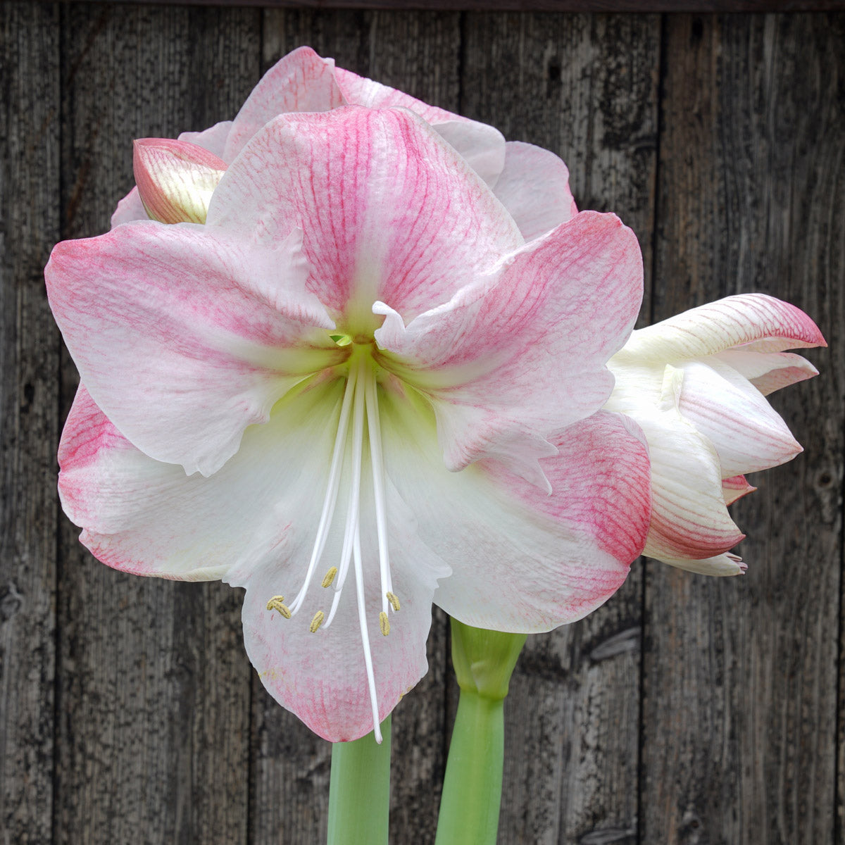 Amaryllis Blossom Grandise