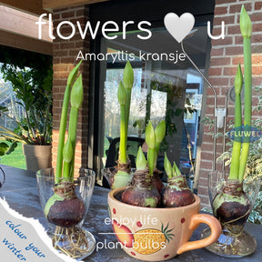 Amaryllis-Kränzchen