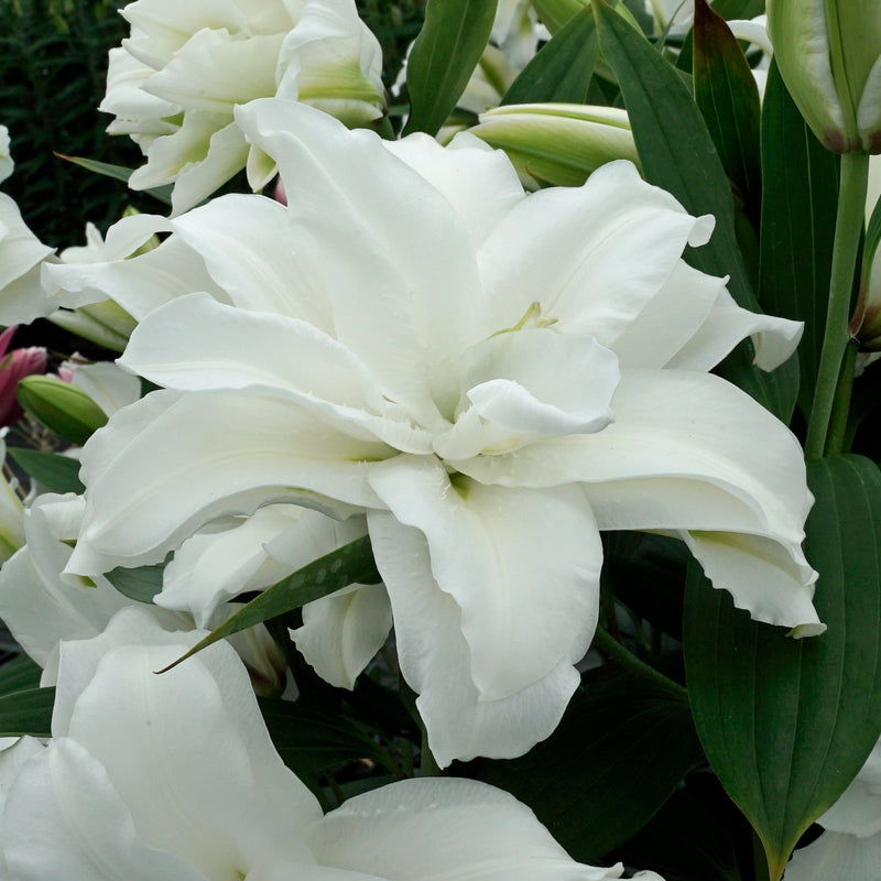 Lilien