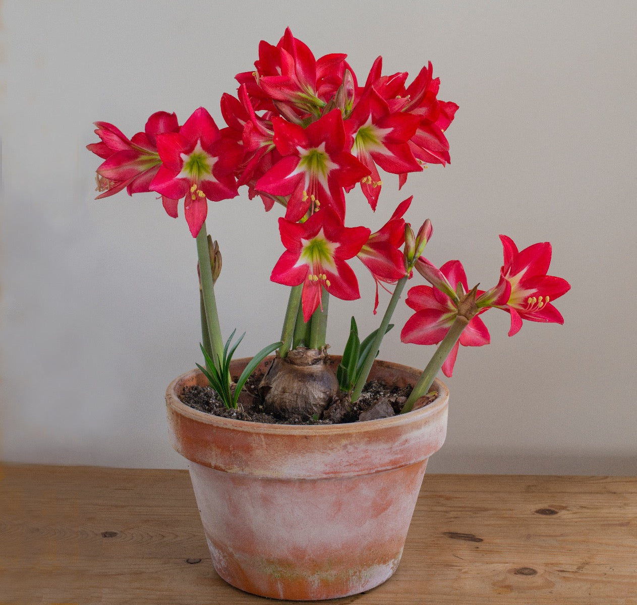 Amaryllis Striped Garden