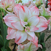 Amaryllis Aphrodite