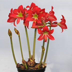 Amaryllis Garden Striped