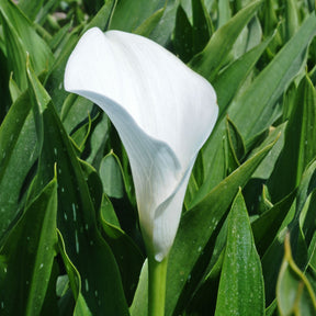 Zantedeschia Captain Fresco