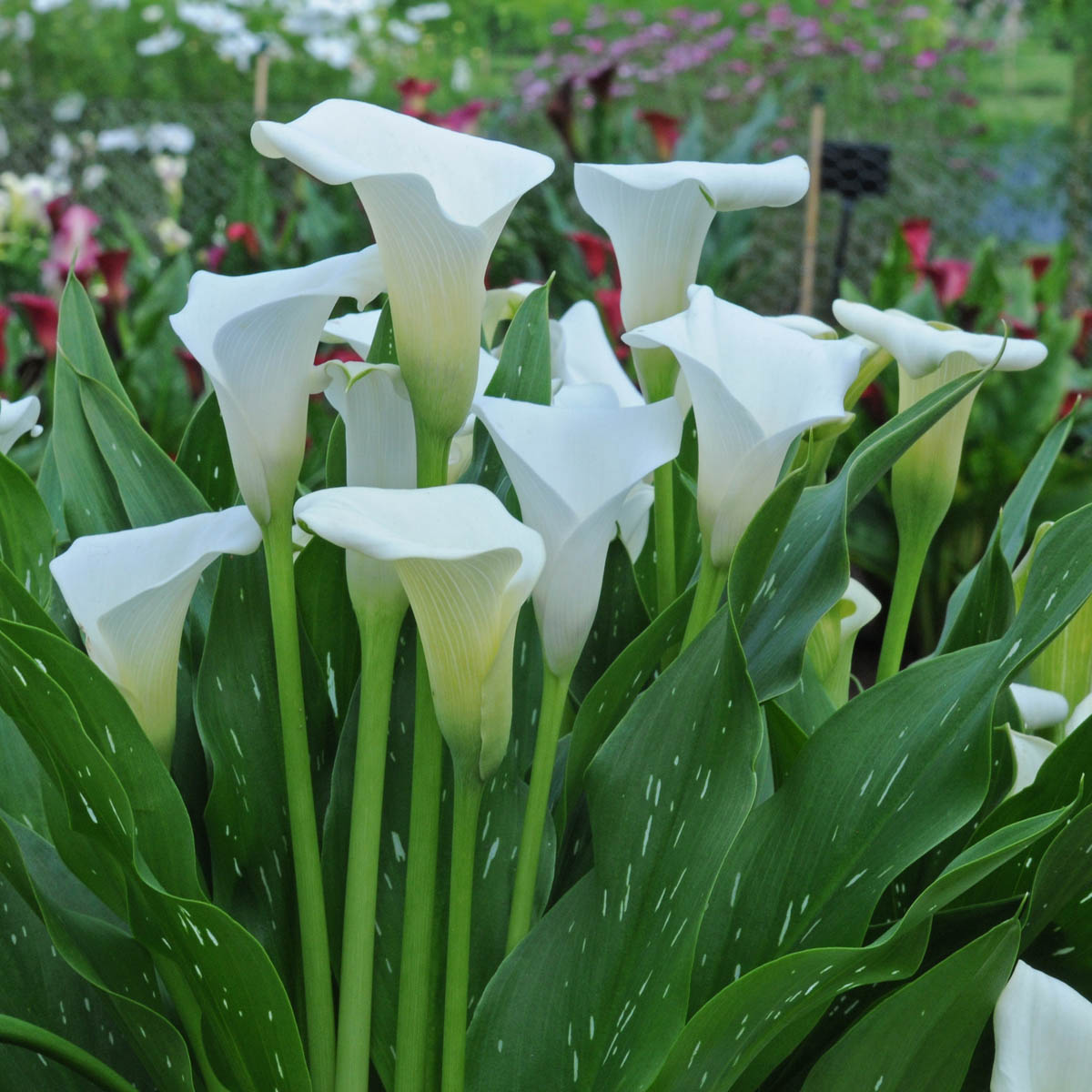 Zantedeschia Captain Fresco