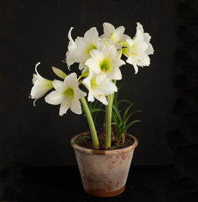 Amaryllis White Garden